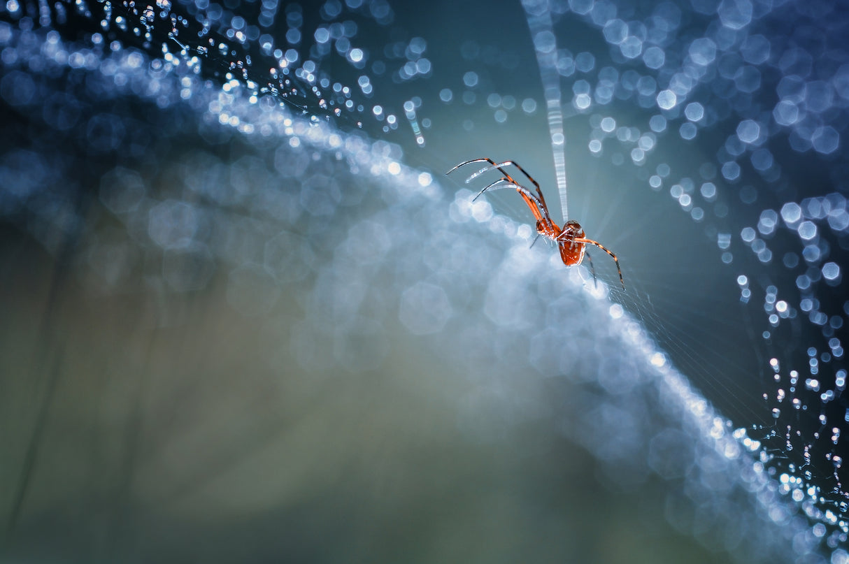 Red spider Poster och Canvastavla