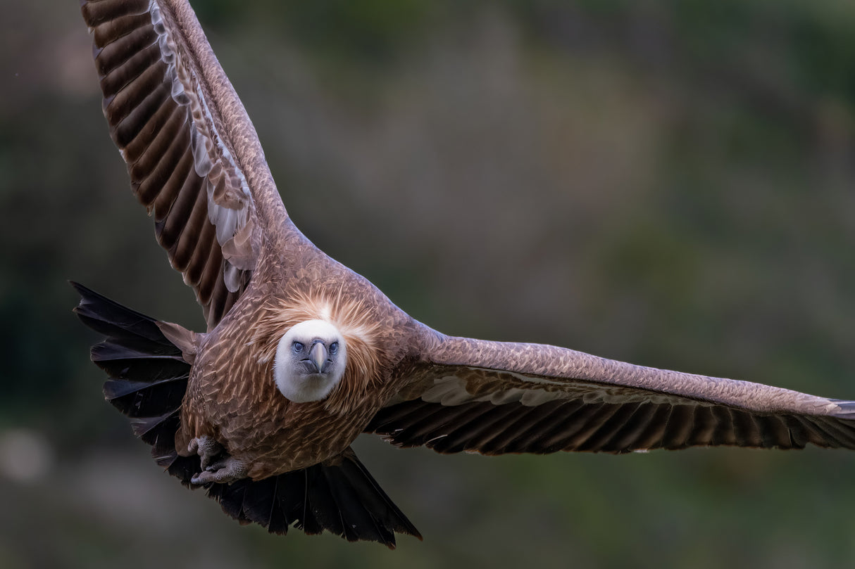 Eagle Approaching Poster och Canvastavla