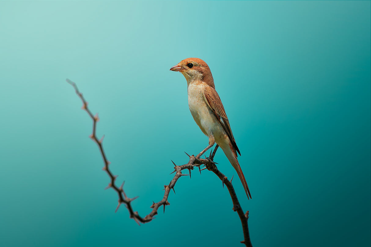 Red Tailed Shrike! Poster och Canvastavla
