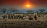 Maasai Mara Elephants 3802 Poster och Canvastavla