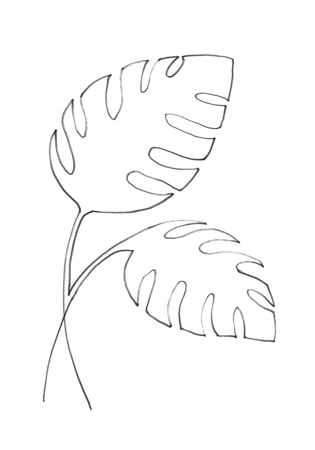 Monstera Lines Poster och Canvastavla