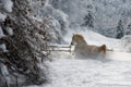 Vinter morning Poster och Canvastavla