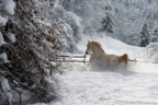 Vinter morning Poster och Canvastavla