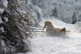 Vinter morning Poster och Canvastavla