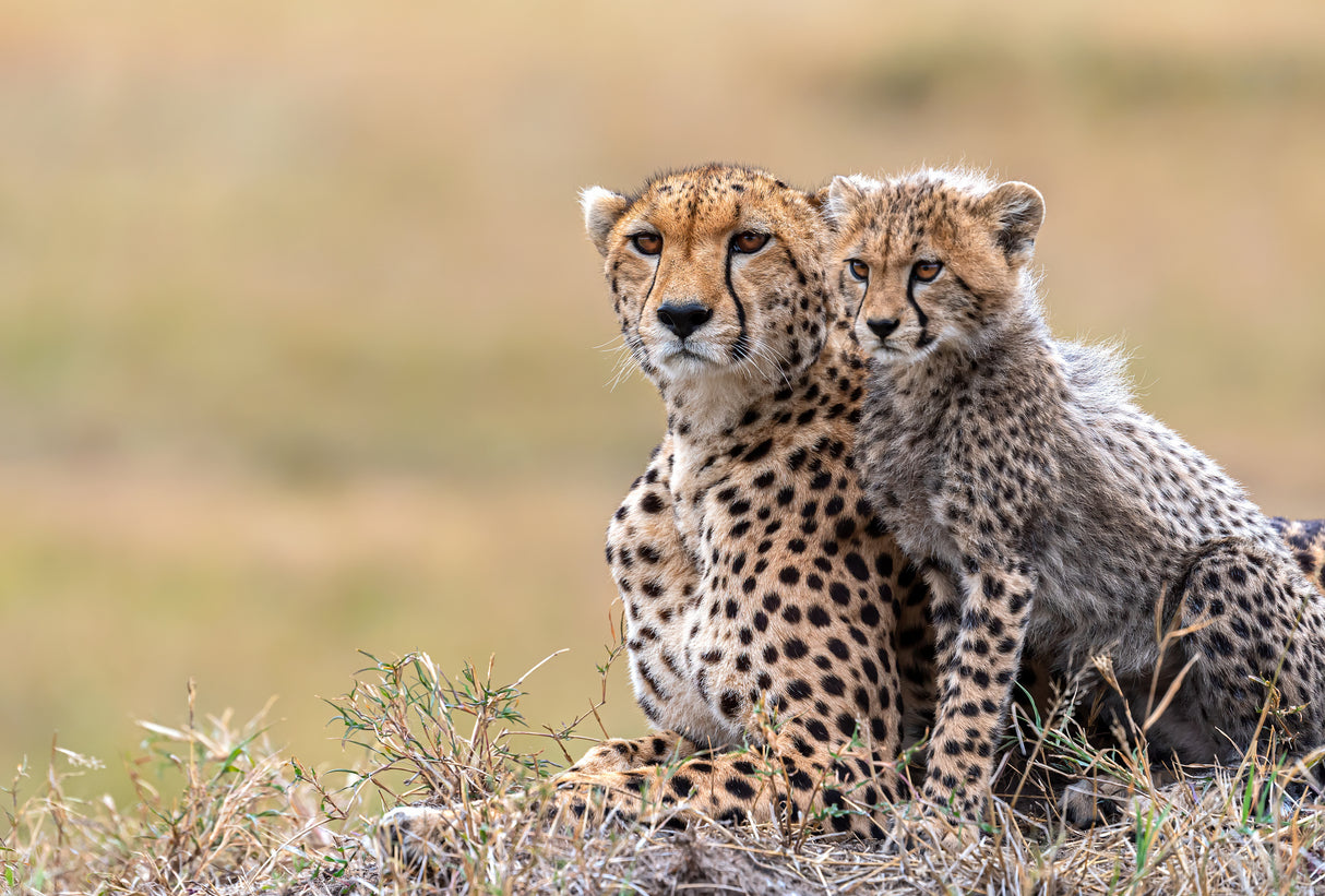 Cheetah cub with  mom Poster och Canvastavla