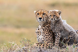 Cheetah cub with  mom Poster och Canvastavla