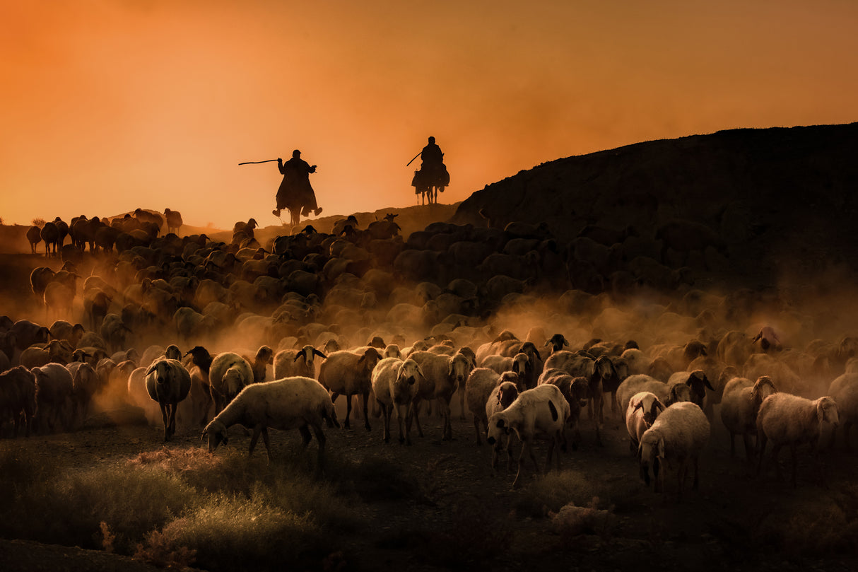 shepherd Poster och Canvastavla