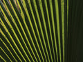 palm leaf Poster och Canvastavla
