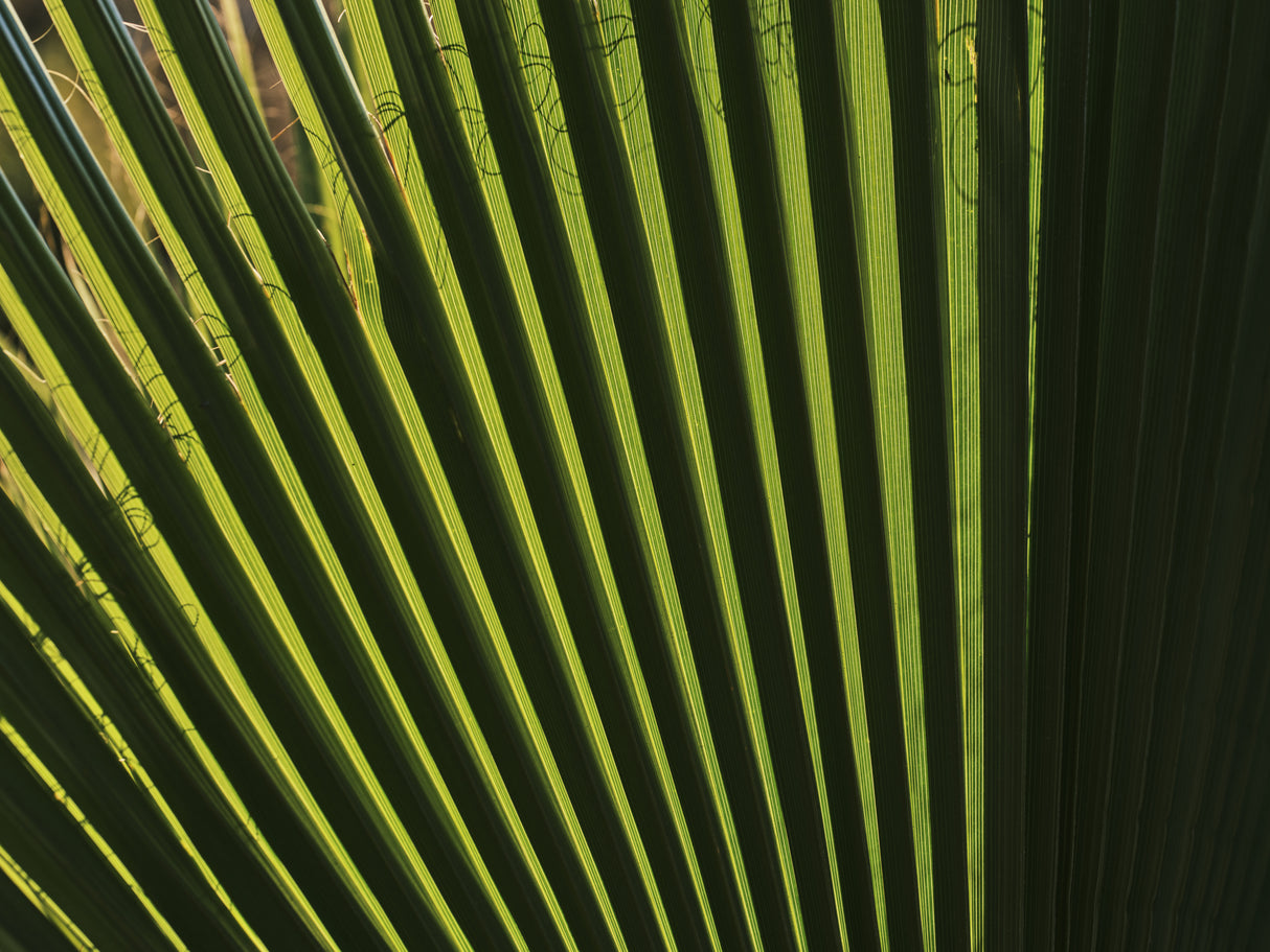 palm leaf Poster och Canvastavla