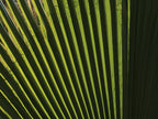 palm leaf Poster och Canvastavla