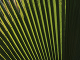 palm leaf Poster och Canvastavla