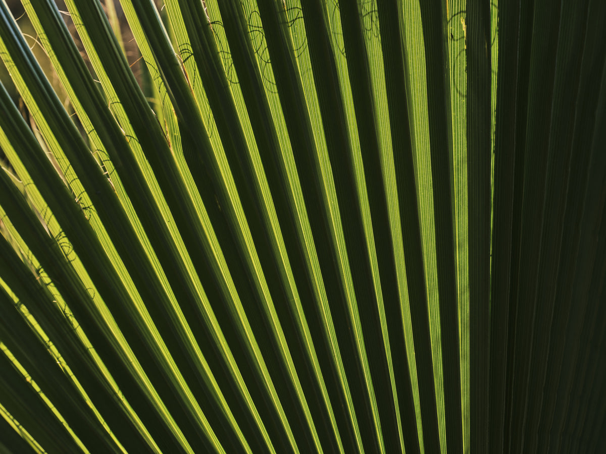 palm leaf Poster och Canvastavla