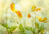 Lime &amp; orange Poster och Canvastavla