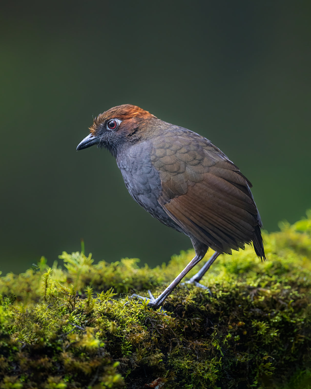 Chestnut-crowned Antpita Poster och Canvastavla