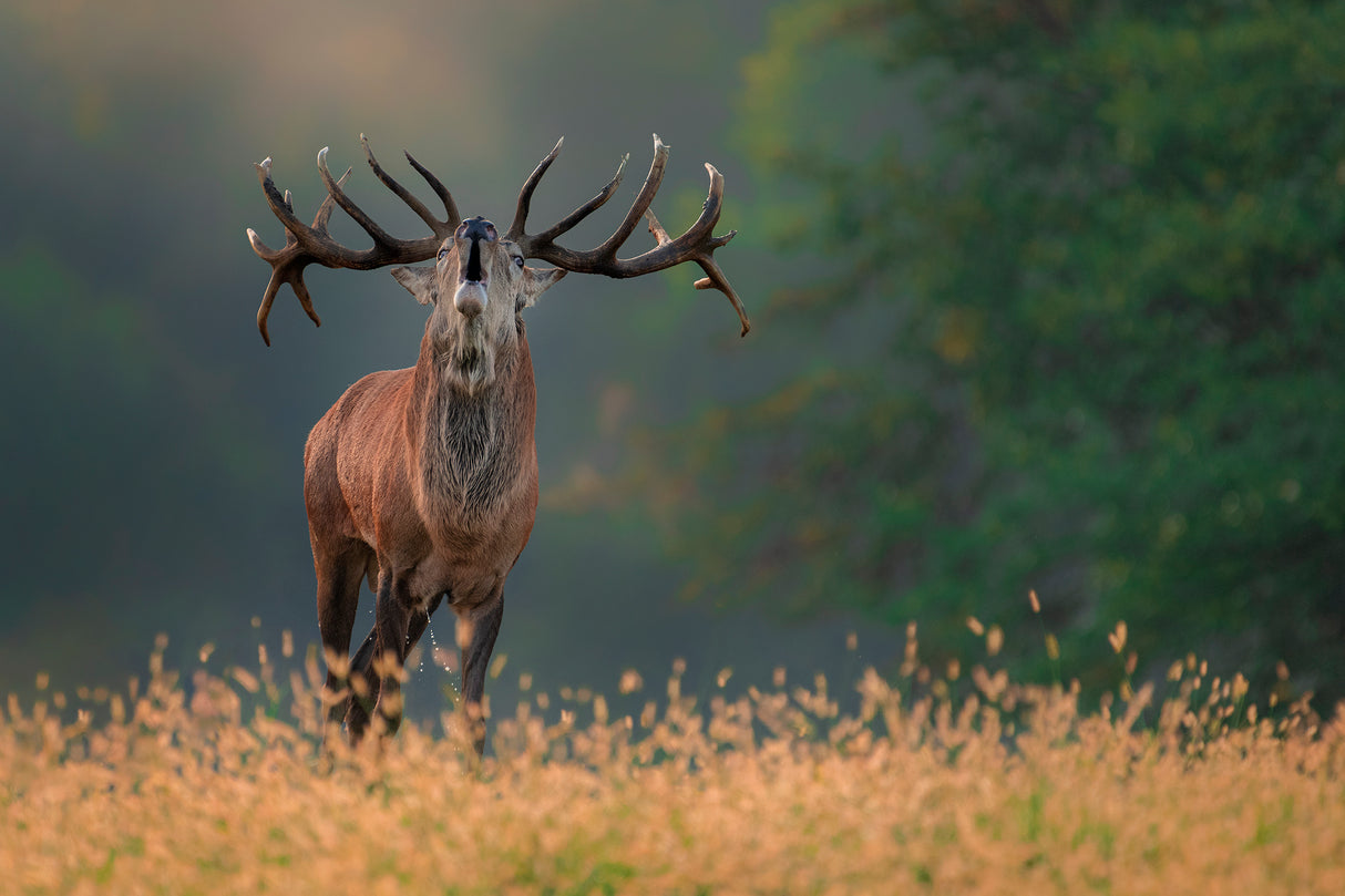 Deer wedding Song Poster och Canvastavla