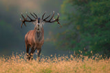 Deer wedding Song Poster och Canvastavla