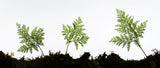 Fern Detail Poster och Canvastavla