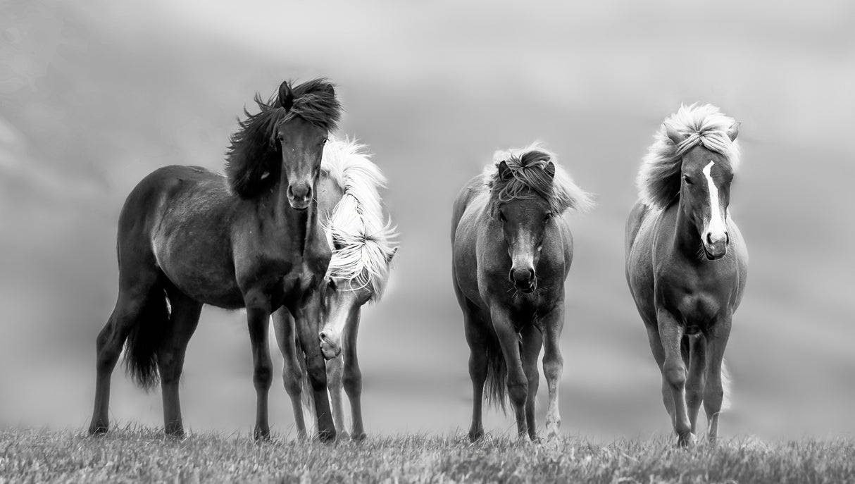 Icelandic Horses Poster och Canvastavla