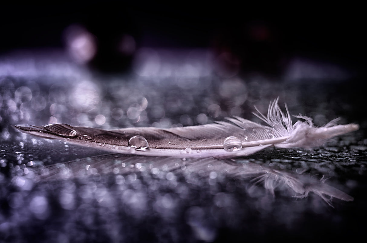 Feather and Drop II Poster och Canvastavla