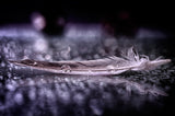 Feather and Drop II Poster och Canvastavla