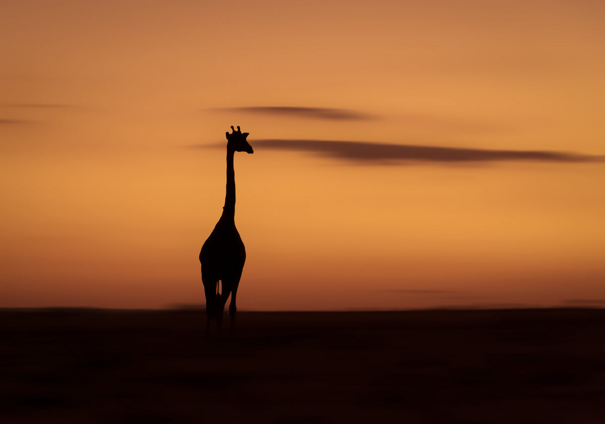 Sunrise silhouette Poster och Canvastavla