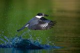 Belted Kingfisher Poster och Canvastavla