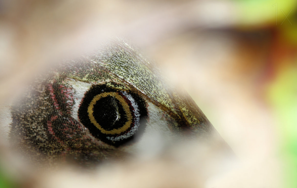 Eyespot Poster och Canvastavla