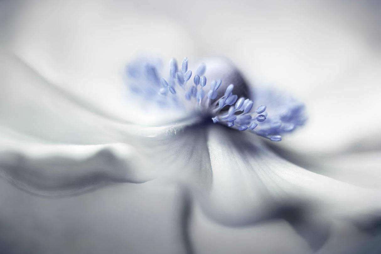 Anemone spirit Poster och Canvastavla