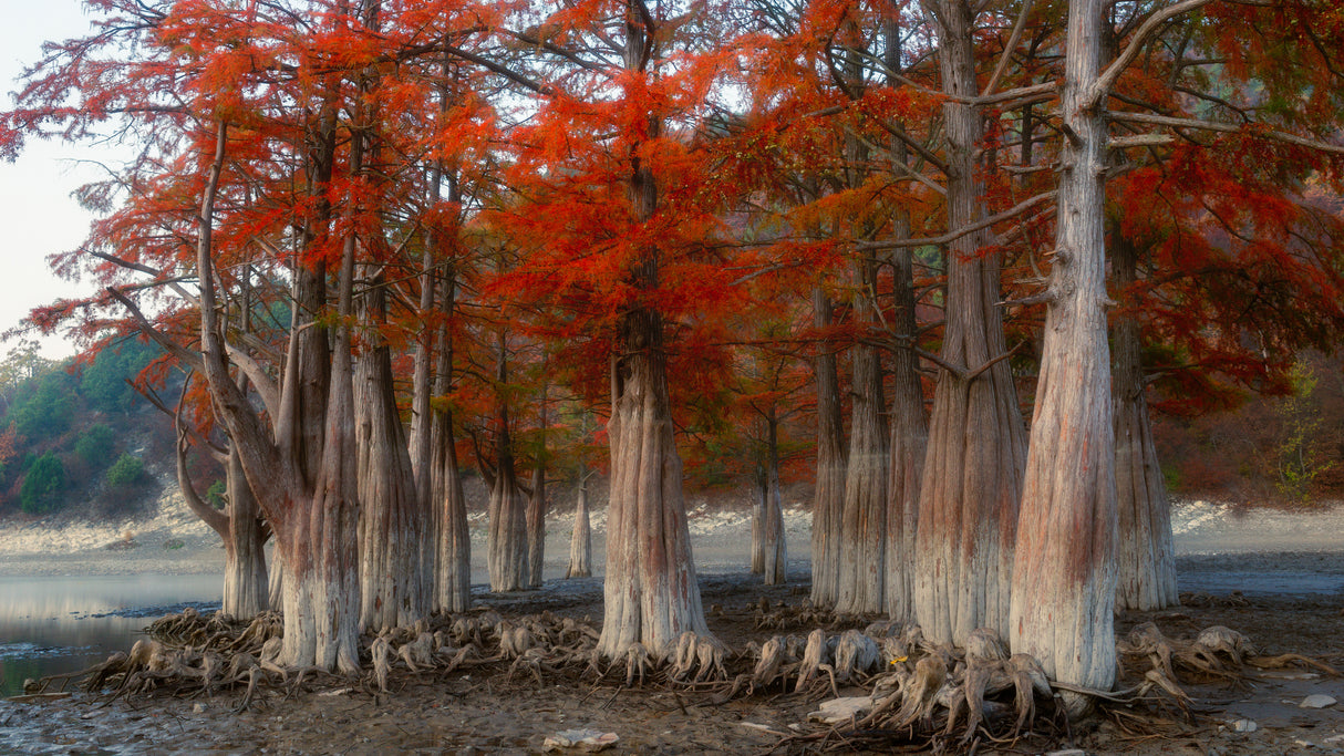 Swamp cypresses Poster och Canvastavla