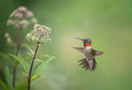 Hummingbird Poster och Canvastavla