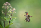 Hummingbird Poster och Canvastavla