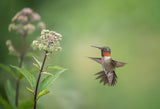 Hummingbird Poster och Canvastavla
