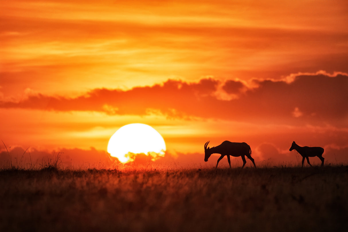 Sun rise Poster och Canvastavla