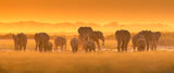 Golden Light Poster och Canvastavla