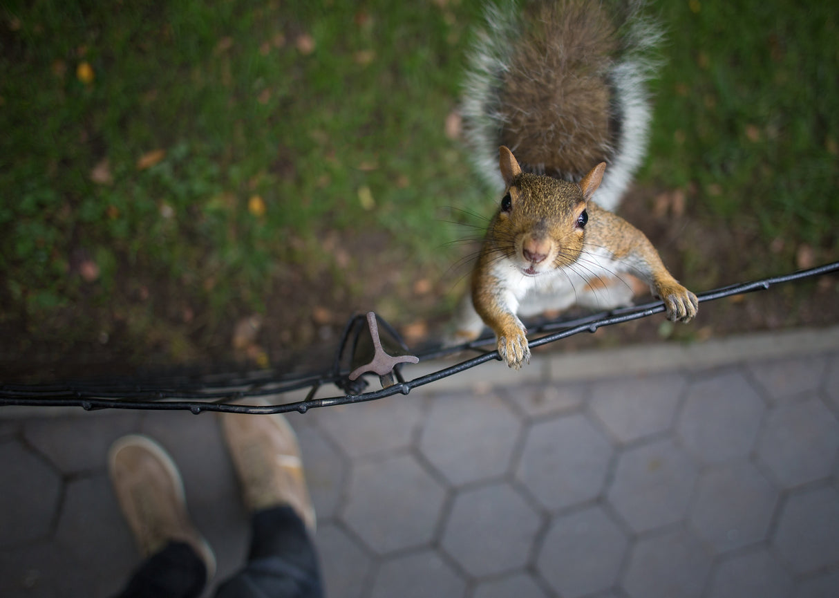 Got Nuts? Poster och Canvastavla