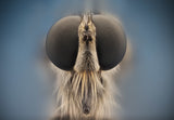 Asilidae Poster och Canvastavla