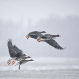 Take off! Poster och Canvastavla