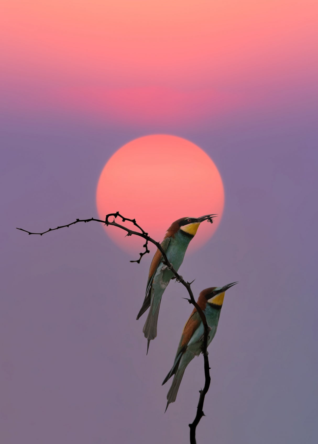 European Bee-eater at the end of the day Poster och Canvastavla