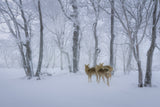 Deers' Walk in Snow Poster och Canvastavla