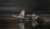 Flying to the light Poster och Canvastavla