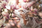 Dawn of Blossom Poster och Canvastavla