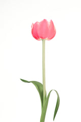 Pink tulip Poster och Canvastavla