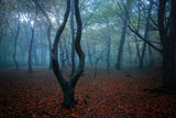 my autumn room Poster och Canvastavla