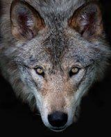 All the better to see you - Timber Wolf Poster och Canvastavla