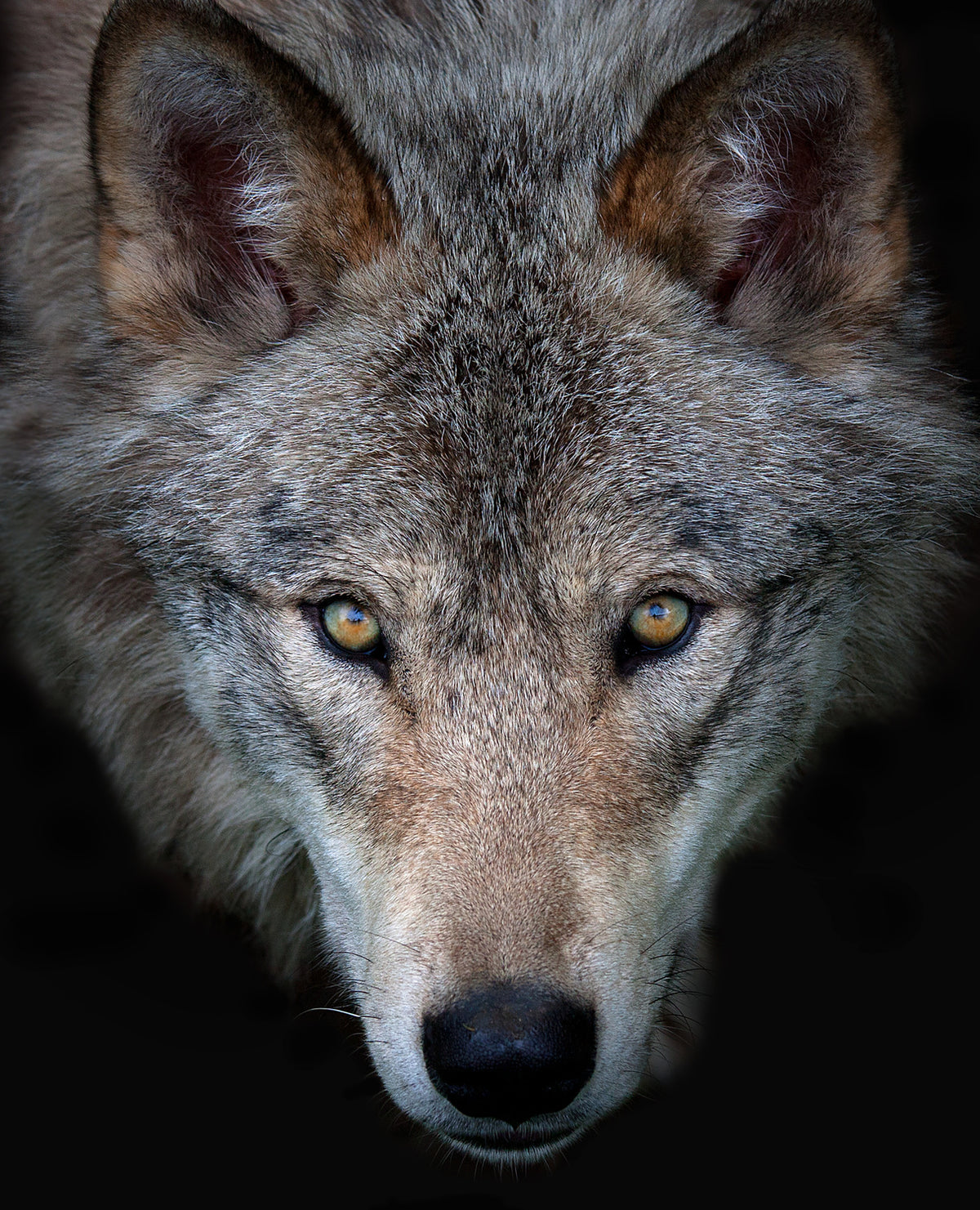 All the better to see you - Timber Wolf Poster och Canvastavla