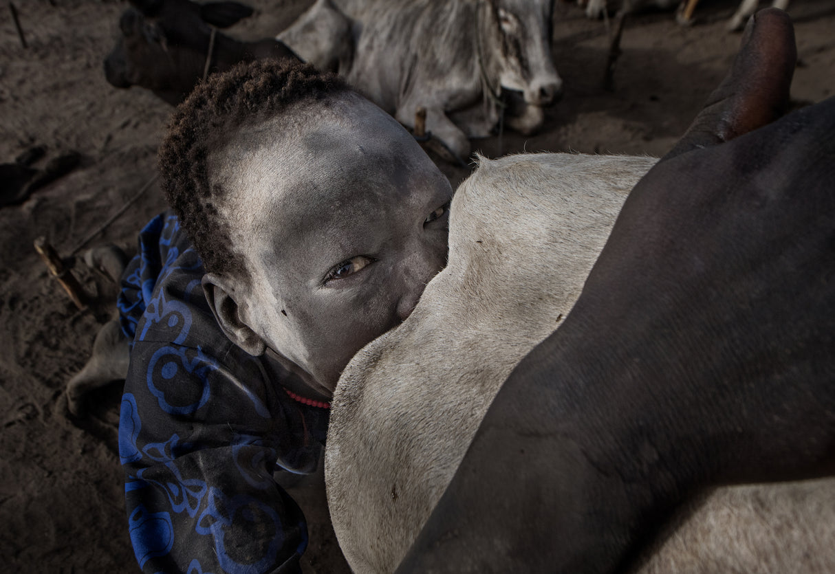 Mundari child stimulating sexually a cow to increase milk - South Sudan Poster och Canvastavla