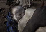 Mundari child stimulating sexually a cow to increase milk - South Sudan Poster och Canvastavla