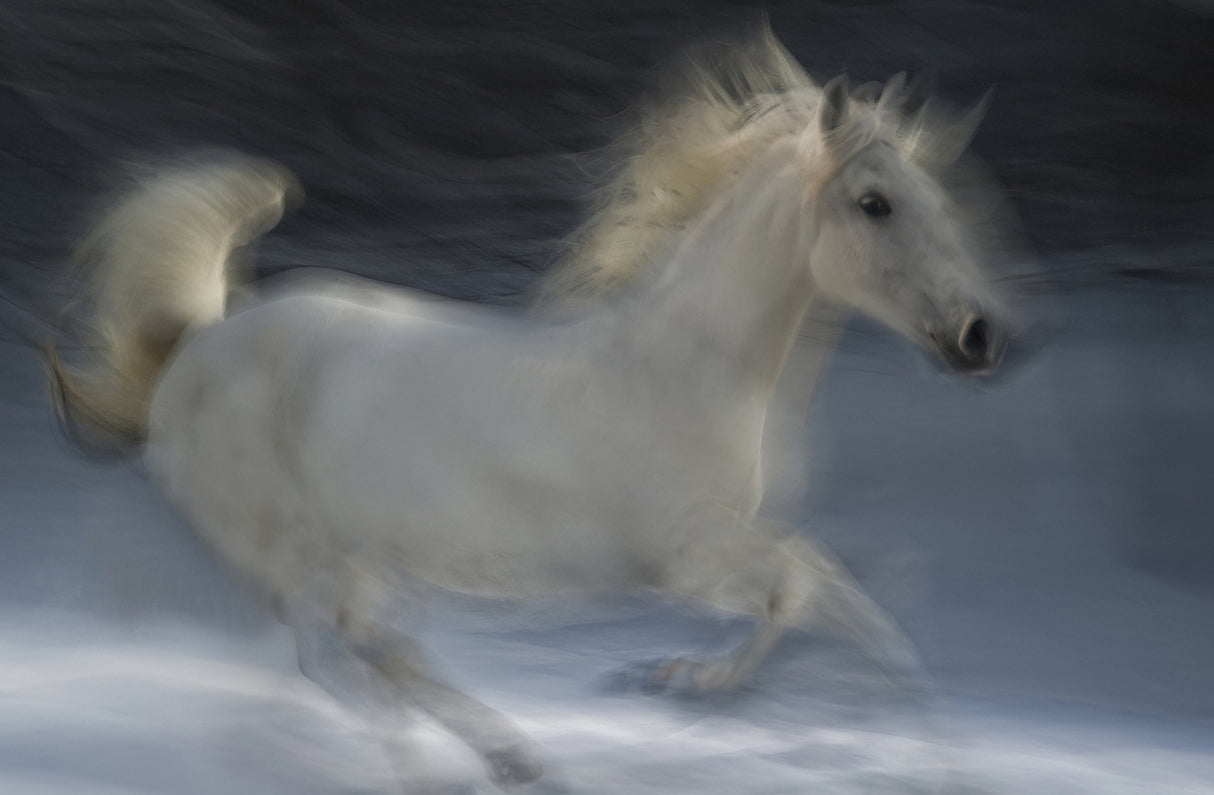 Lipizzaner Poster och Canvastavla