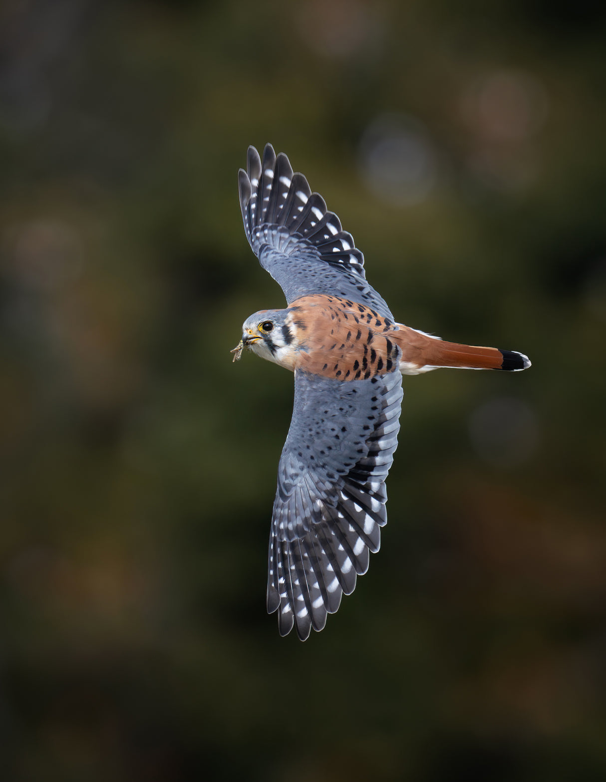 American Kestrel Poster och Canvastavla