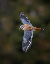 American Kestrel Poster och Canvastavla